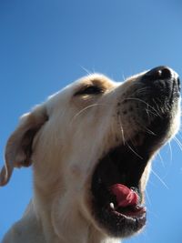 Close-up of dog yawning against blue sky