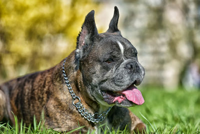 Close-up of a dog looking away