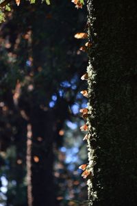 Close-up of tree trunk