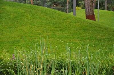 Grass growing in field