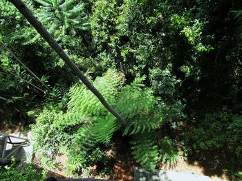 Plants growing on tree