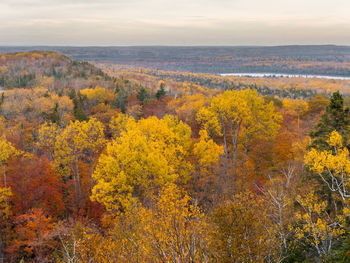 Scenic view of trees in forest against sky during autumn