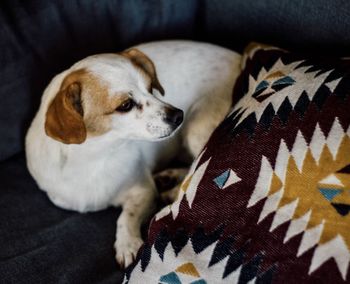 Close-up of dog sleeping on bed