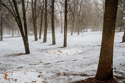 Bare trees in forest