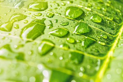 Close-up of raindrops on green leaves