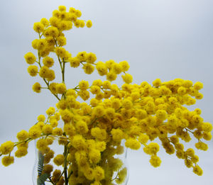 Low angle view of yellow flowering plant against clear sky