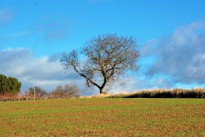 Bare tree on field against sky