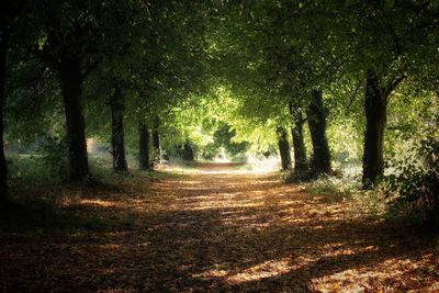 Trees on footpath