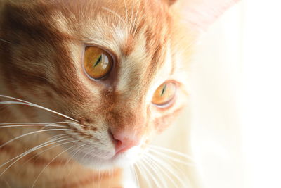 Close-up portrait of a cat