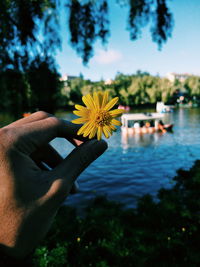 Close-up of hand holding yellow flower against trees