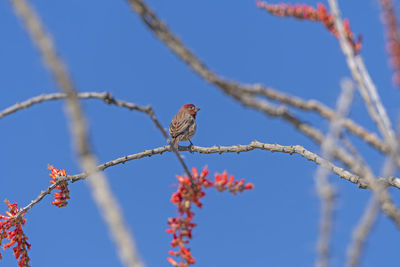 Low angle view of bird perching on tree against sky