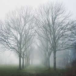 Bare trees in foggy weather