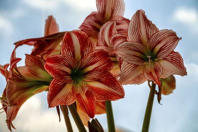 Low angle view of red flowering plant against sky