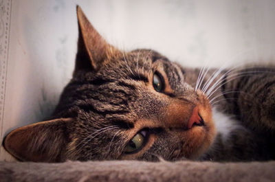 Close-up of cat resting