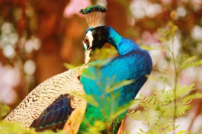 Close-up of peacock by plants