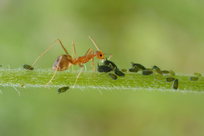 Close-up of ant on leaf