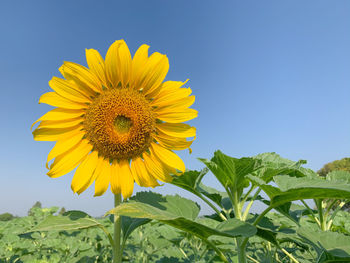 Close-up of yellow sunflower against clear sky