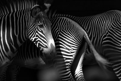 High angle view of zebra