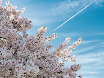 Low angle view of cherry blossom