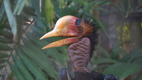 Close-up of a helmeted horbill bird