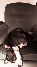 Dog lying on sofa