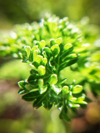 Close-up of green leaves on plant