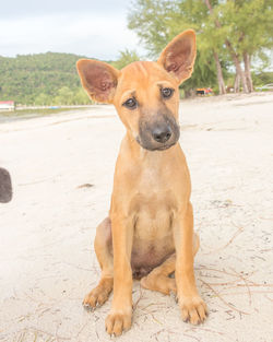 Portrait of dog sitting on land