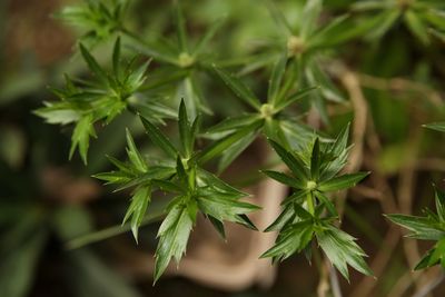 Close-up of fresh green leaves