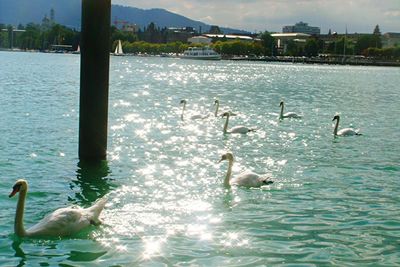 Swans swimming in lake