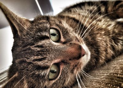 Close-up portrait of cat