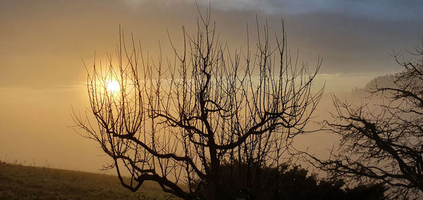 Silhouette bare tree against sky during sunset