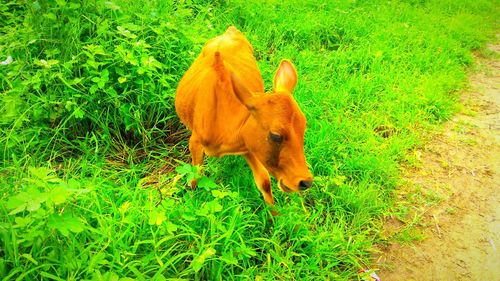 High angle view of horse on field