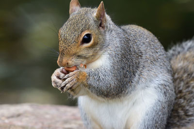 Close-up of a grey squirrel eating a nut 