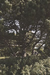 Low angle view of trees in forest