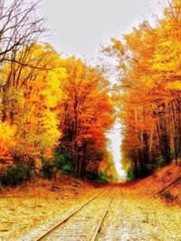 Close-up of autumn trees against sky