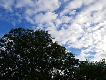 Low angle view of trees against sky