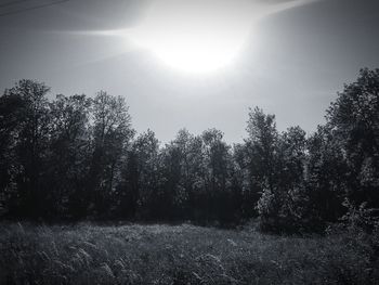 Trees growing on field against sky