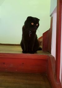 Black cat sitting on a window