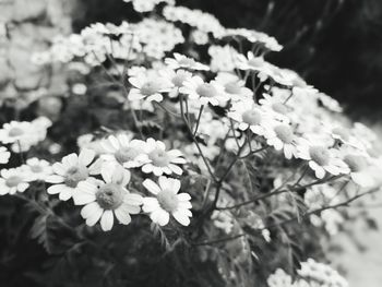 Close-up of white flowering plant