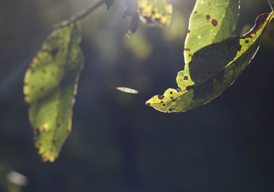 Close-up of insect on plant