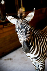 Portrait of zebra foal at pen