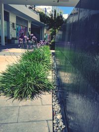 Plants growing in greenhouse