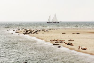 Seals resting on beach by sailboat against clear sky