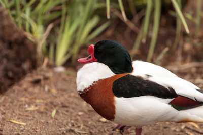 Close-up of duck