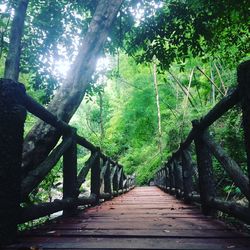 Footbridge amidst trees in forest