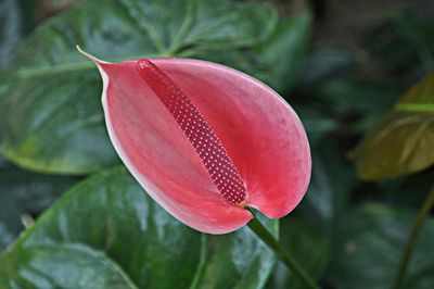 Close-up of pink flowers