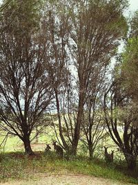 Trees on field in forest