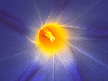 Full frame shot of yellow flower