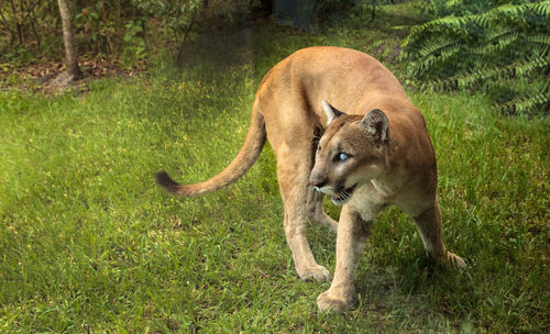 Florida panther puma concolor coryi blinded by a shotgun in 2014 and now resides at the naples zoo.