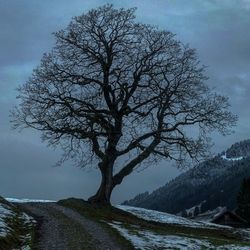 Bare tree by river against sky during winter